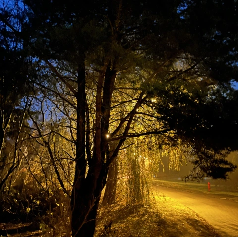 Trees